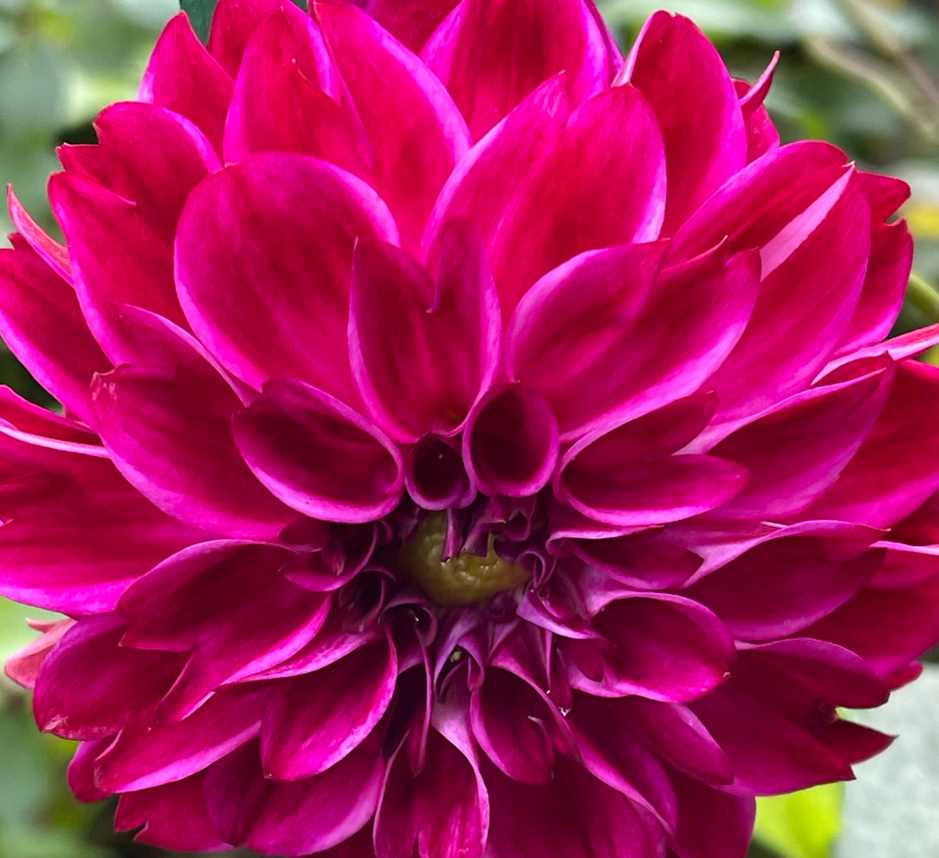 Camano Phantom Dahlia