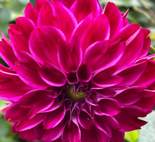 Camano Phantom Dahlia