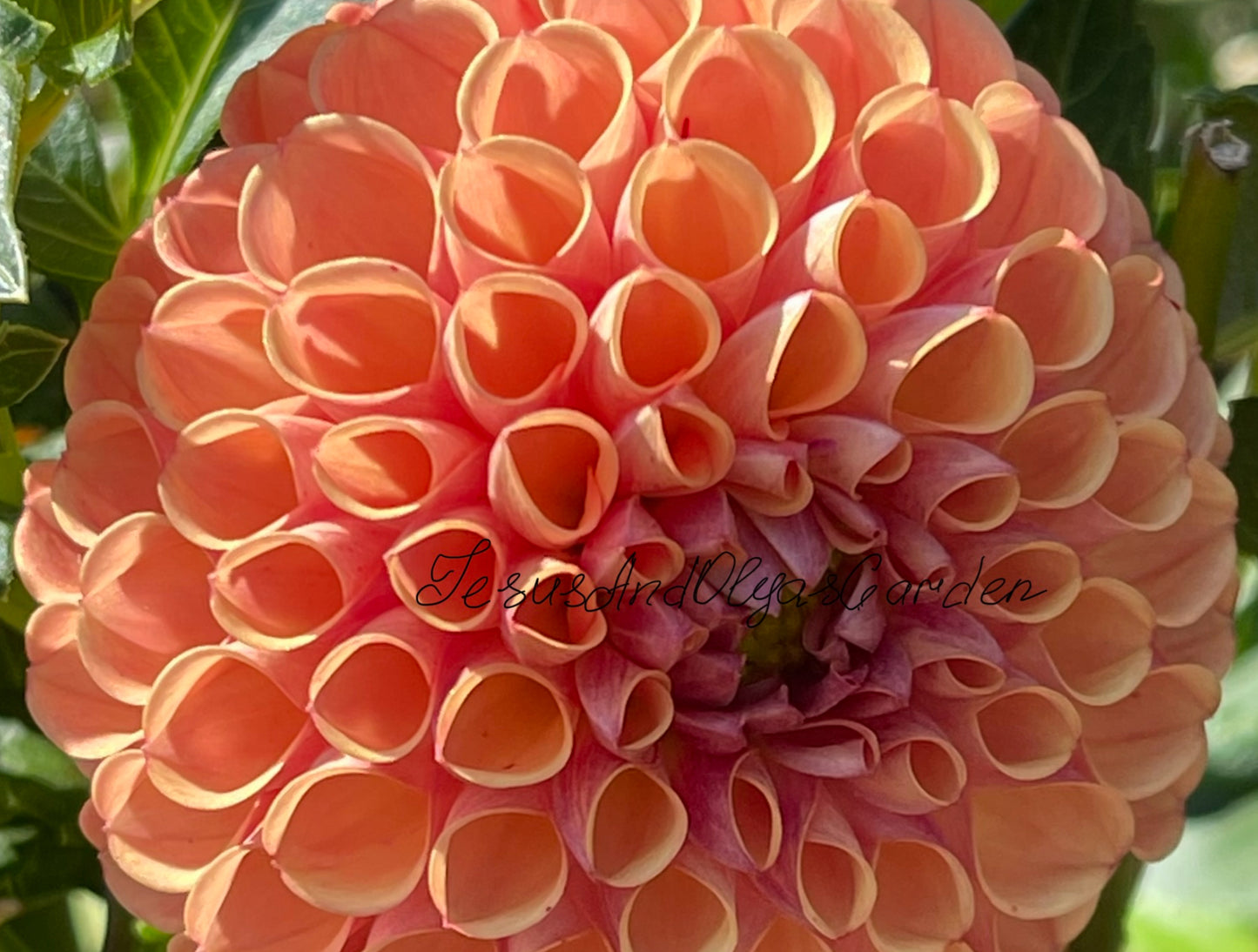 Catalina Dahlia