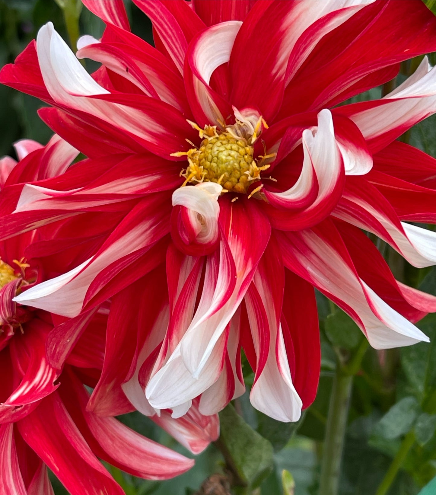 Catching Fire Dahlia