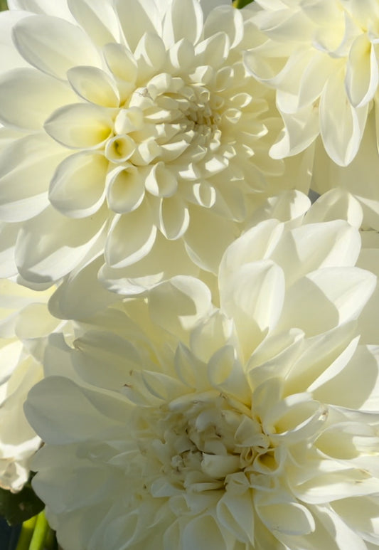 Center  Court Dahlia