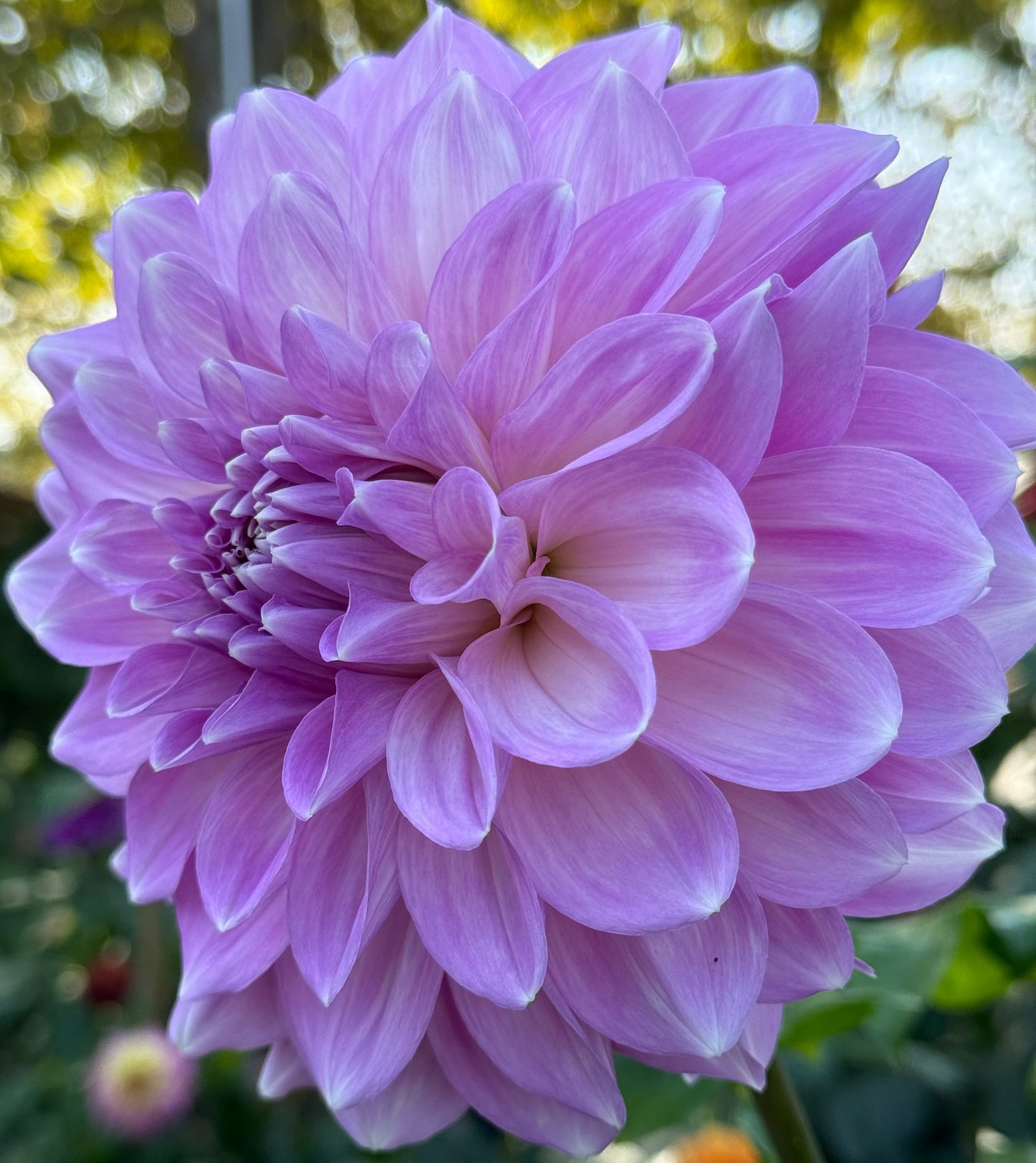 Almond Joy Dahlia