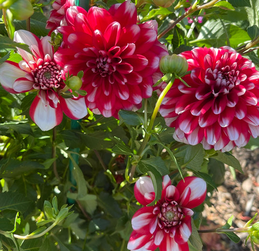 Checkers Dahlia