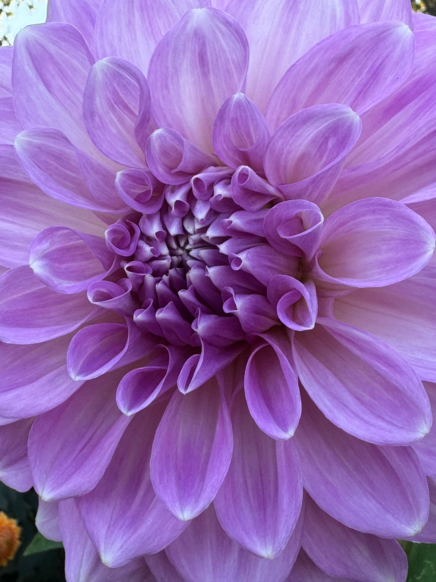 Almond Joy Dahlia