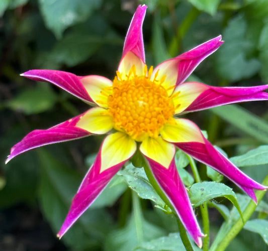 Tahoma Moonlight Dahlia