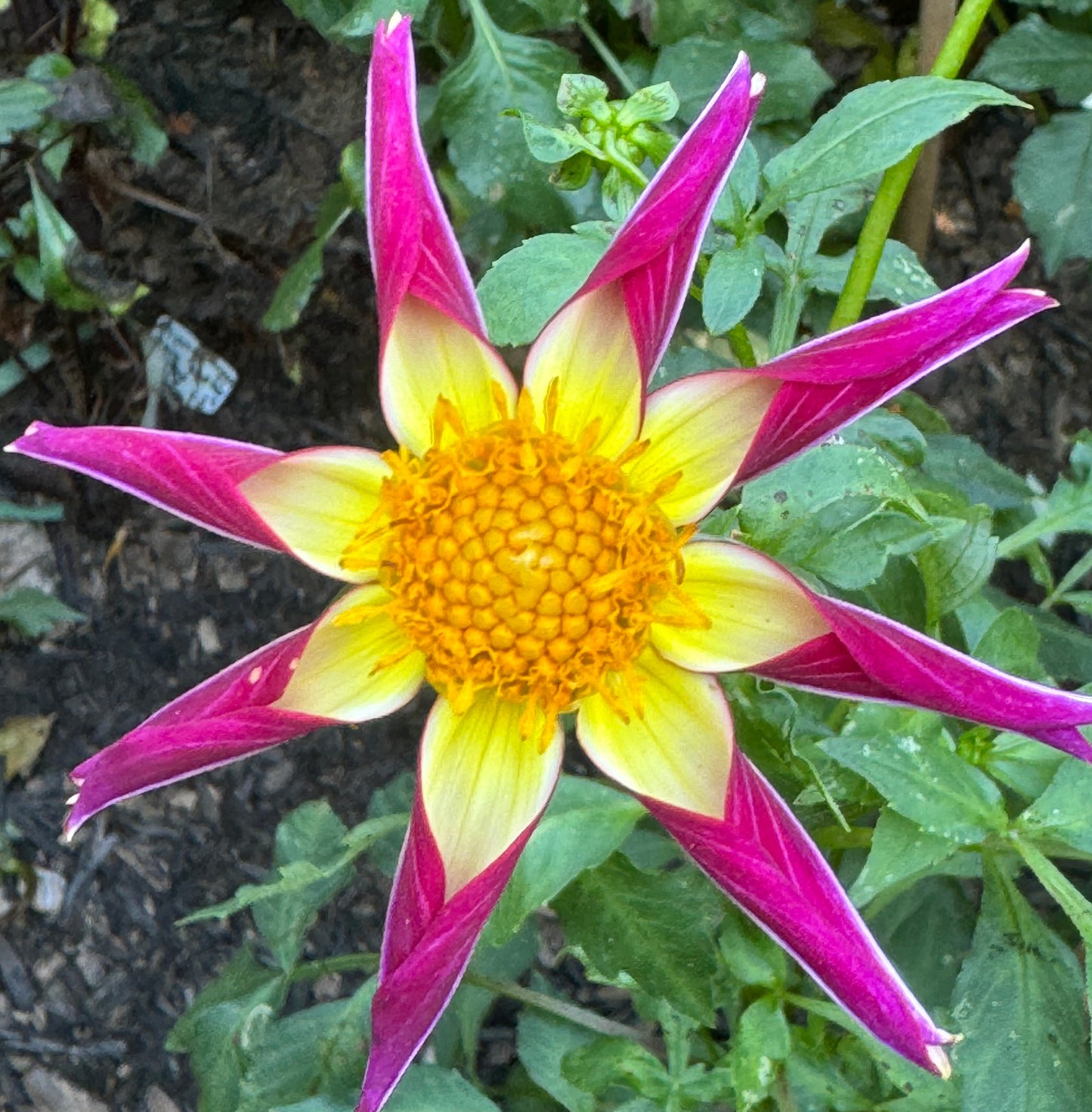 Tahoma Moonlight Dahlia