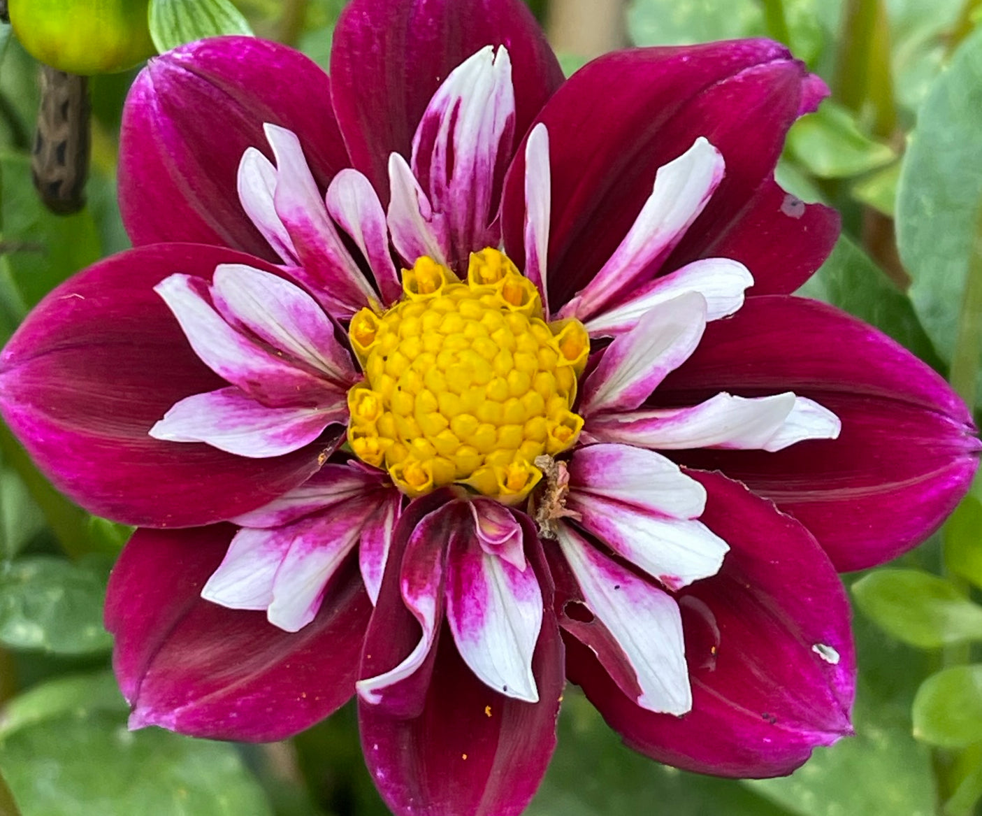 Double Trouble Dahlia