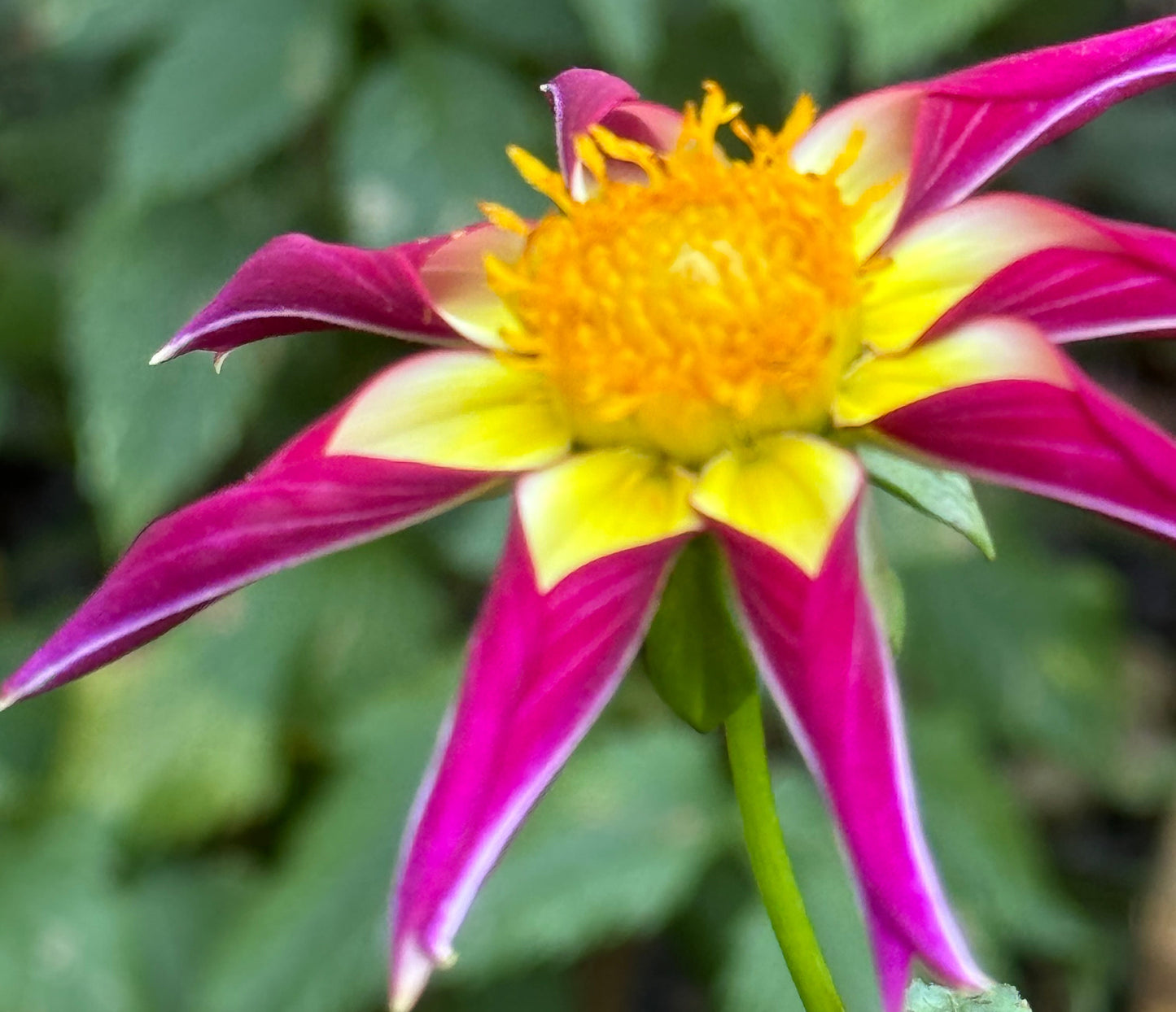 Tahoma Moonlight Dahlia