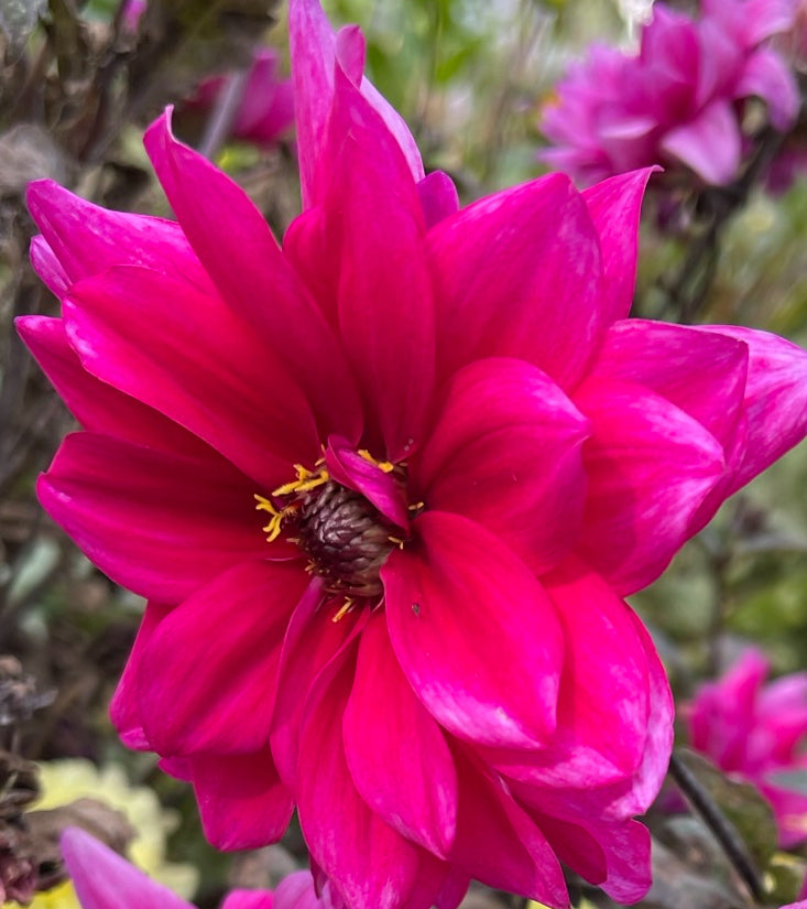 Fascination Dahlia