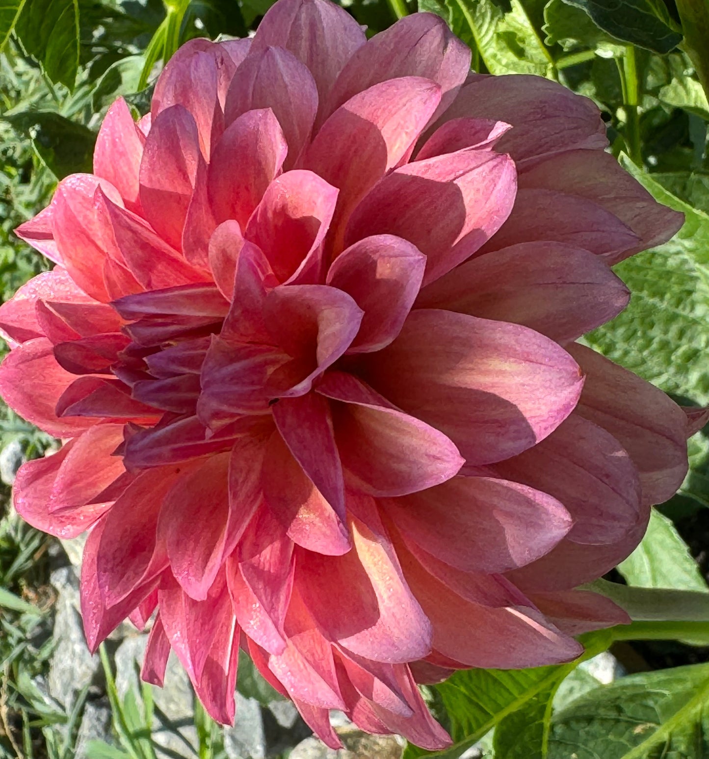 Bloomquist Philly Dahlia