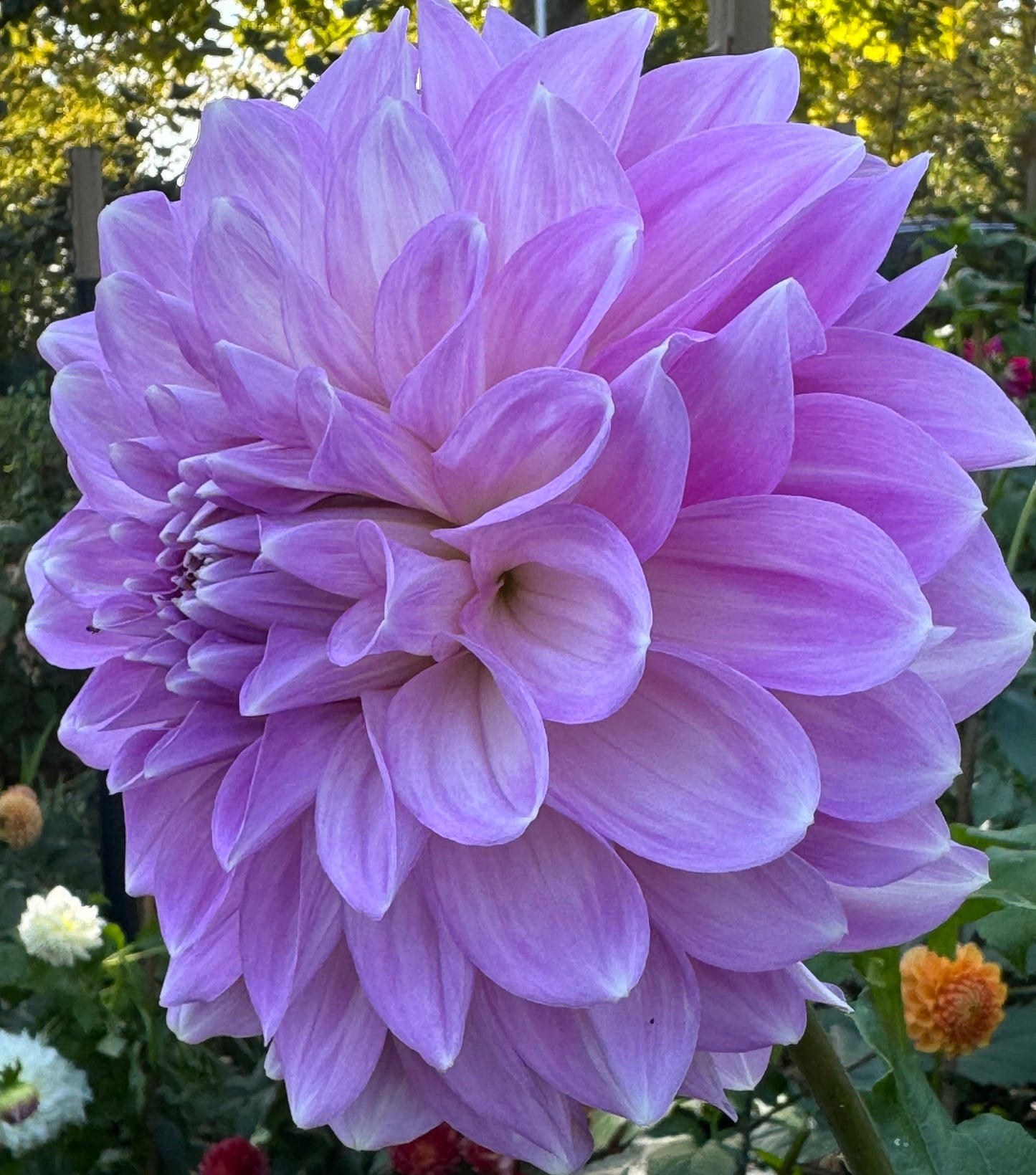 Almond Joy Dahlia