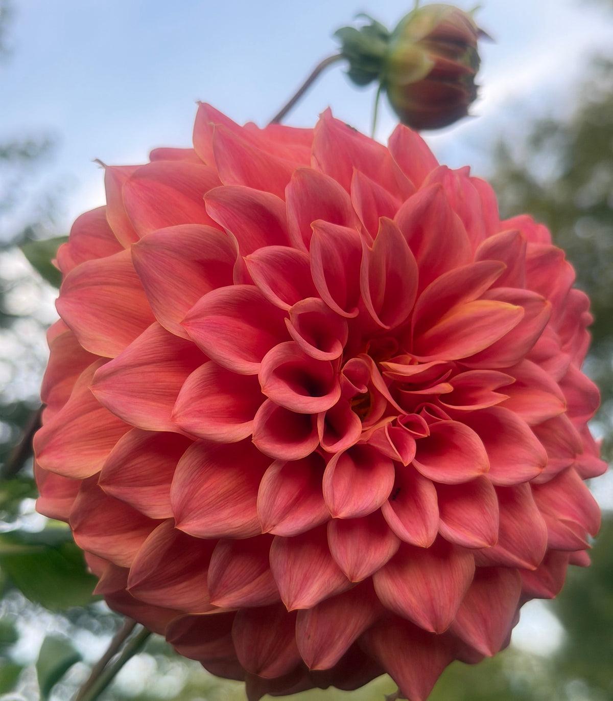 Sylvia Craig Hunter Dahlia