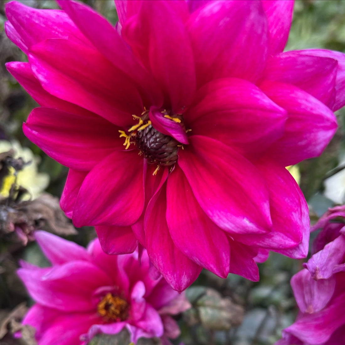 Fascination Dahlia