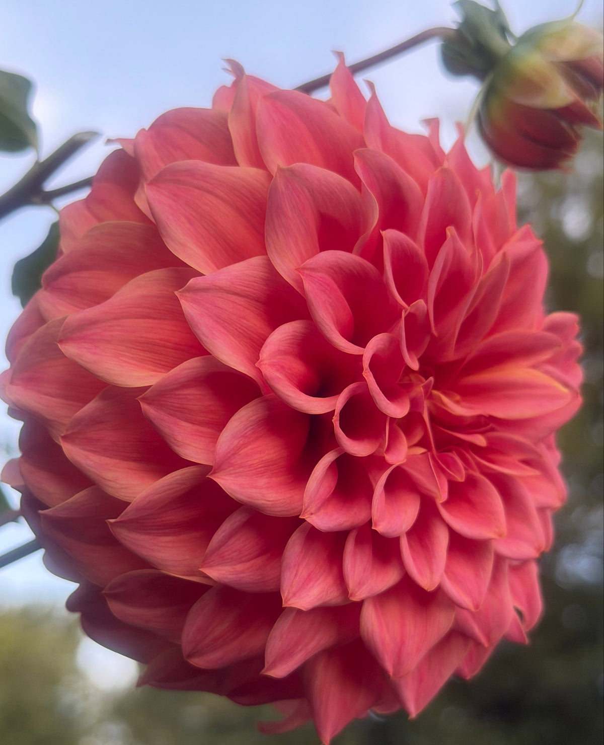 Sylvia Craig Hunter Dahlia