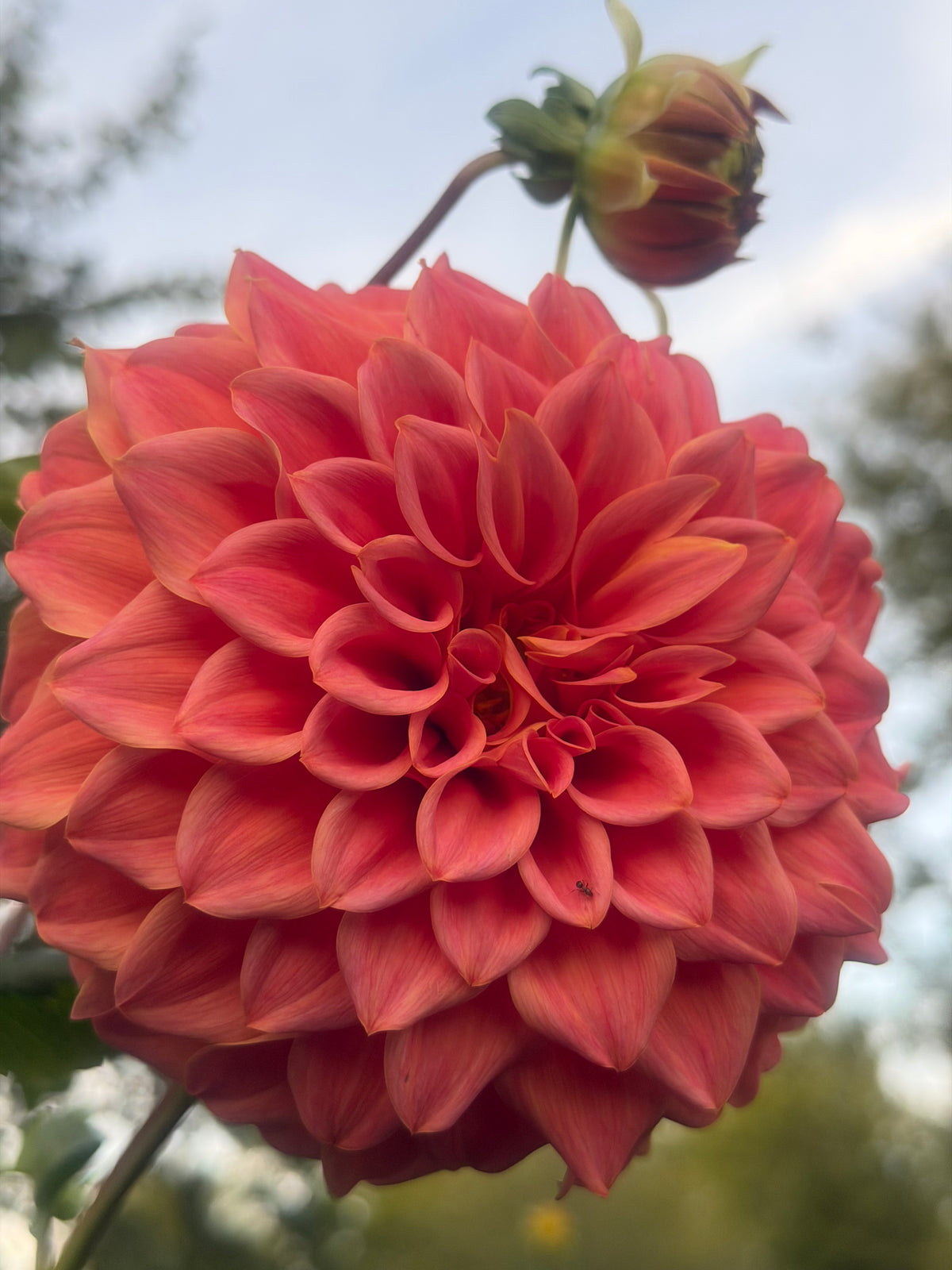 Sylvia Craig Hunter Dahlia