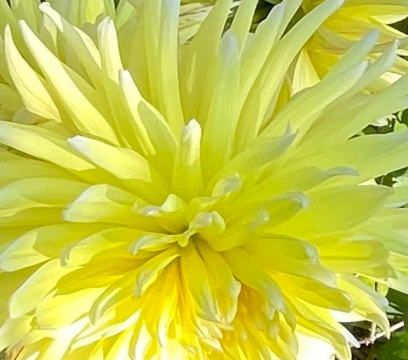 Ferncliff Lemon Aura Dahlia