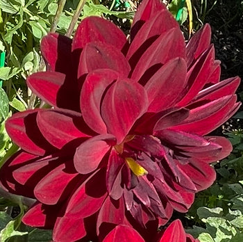 Fidalgo Blackie Dahlia