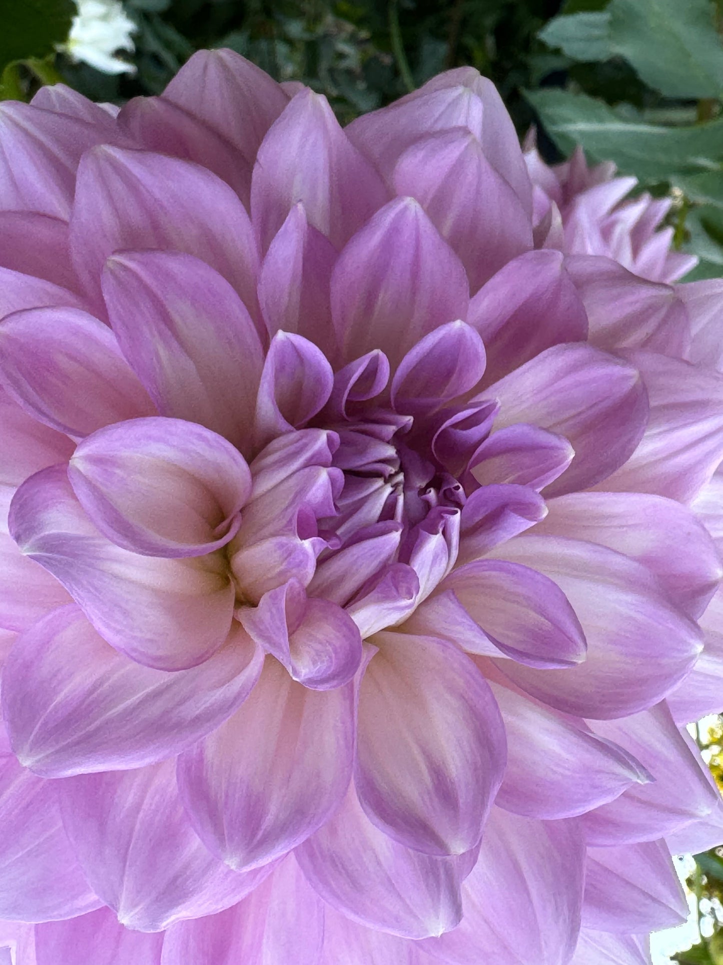 Almond Joy Dahlia