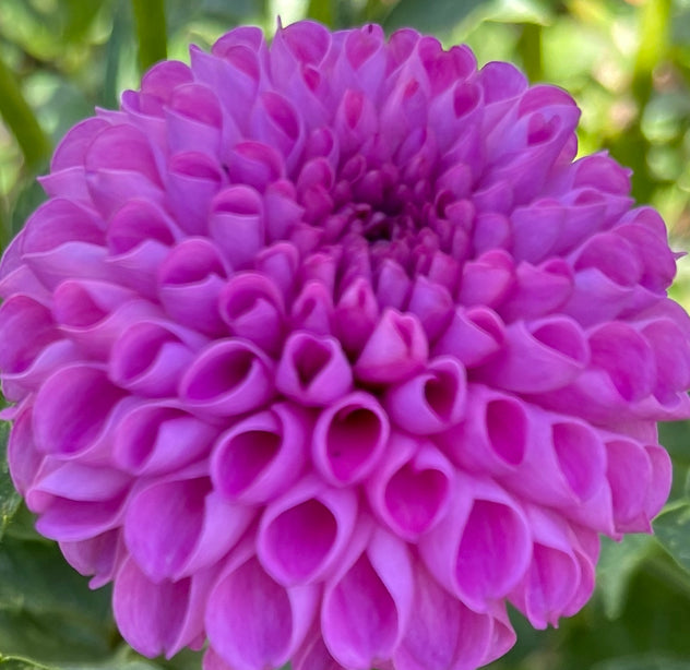 Frank Holmes Dahlia