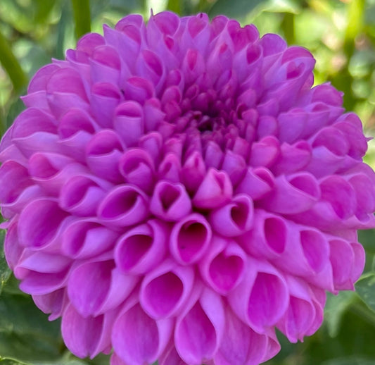 Frank Holmes Dahlia