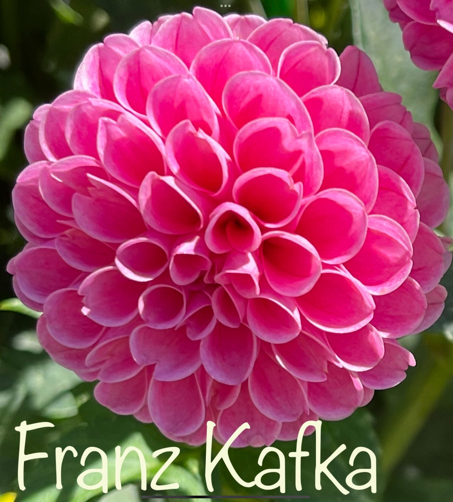 Franz Kafka Dahlia