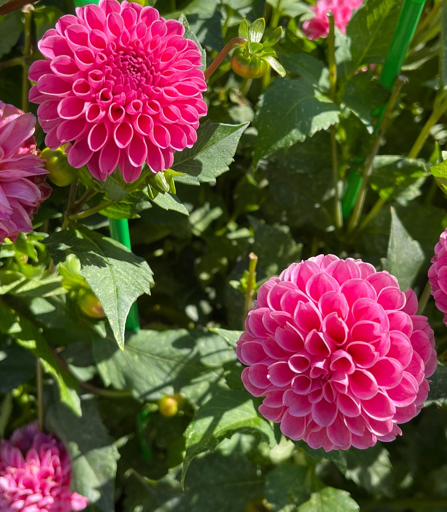 Franz Kafka Dahlia