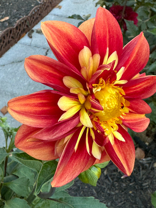 Lovely Elena Dahlia