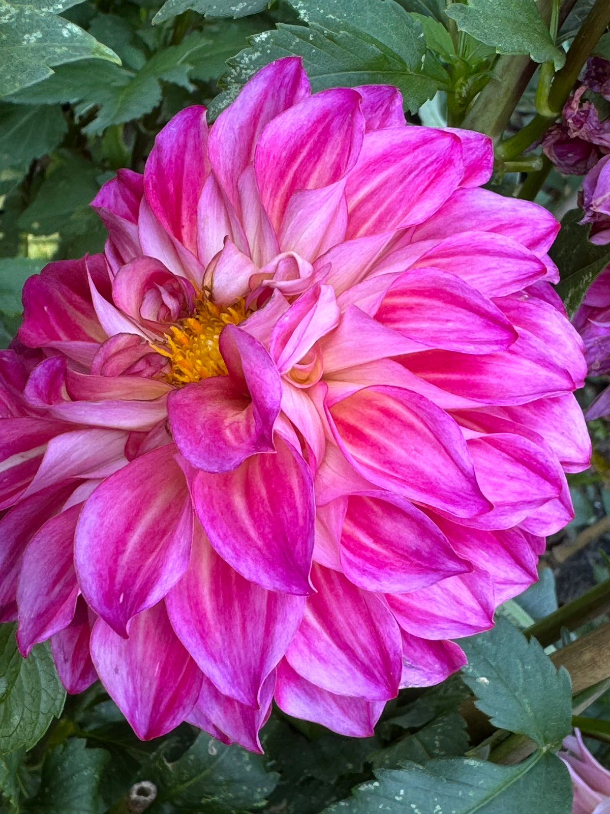 Phoenix Dahlia