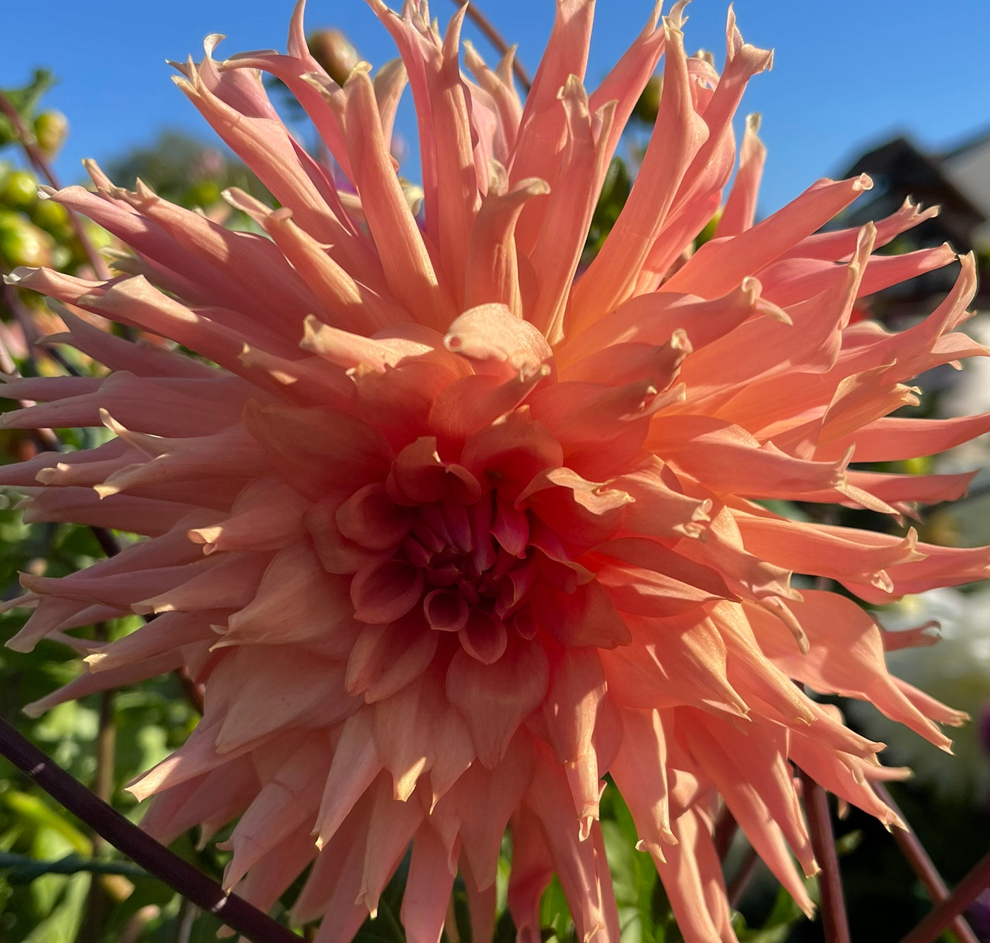 Gay Trumph Dahlia