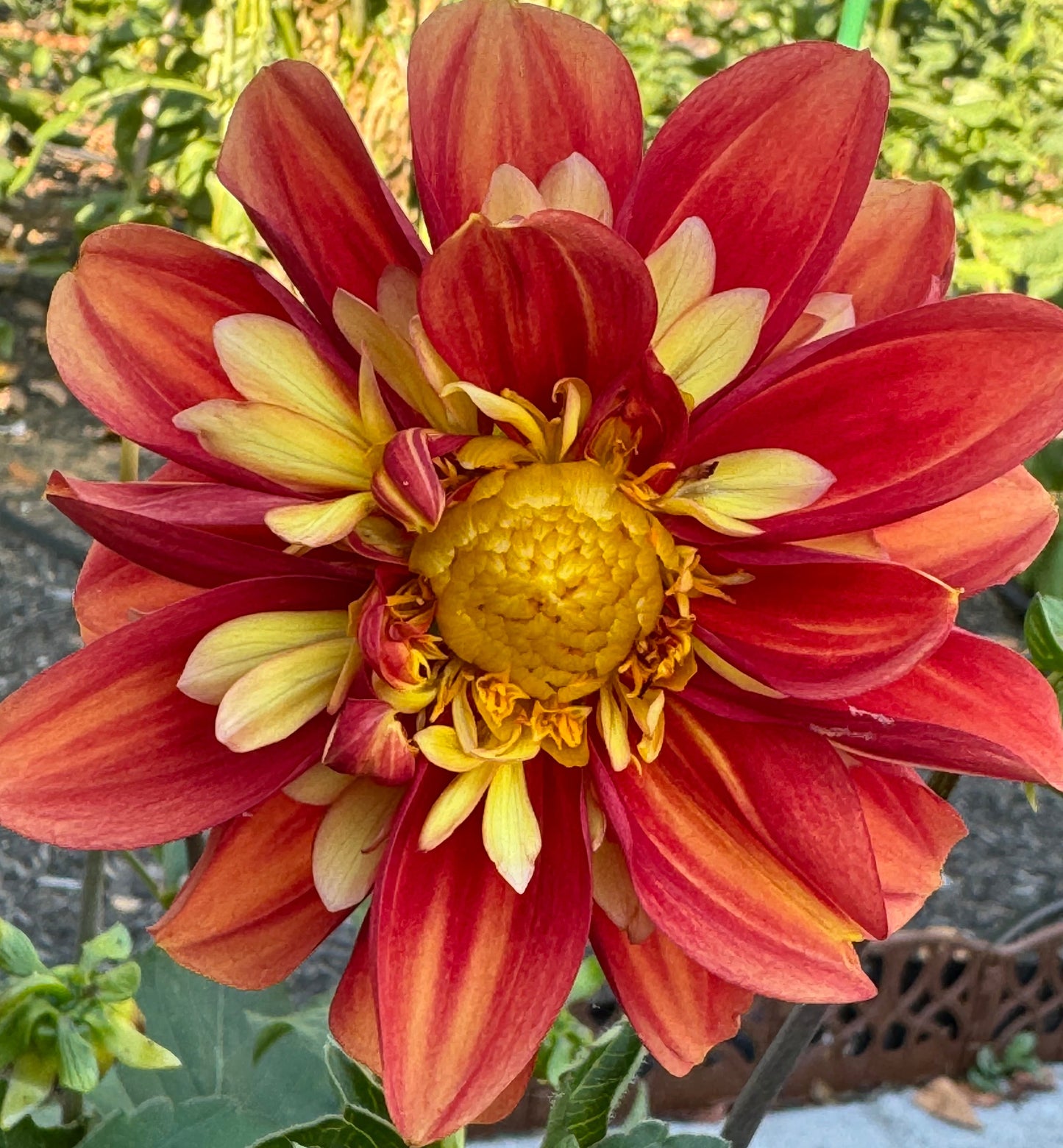 Lovely Elena Dahlia