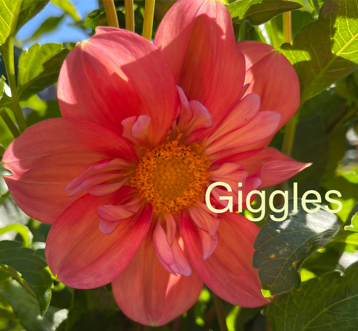 Giggles Dahlia