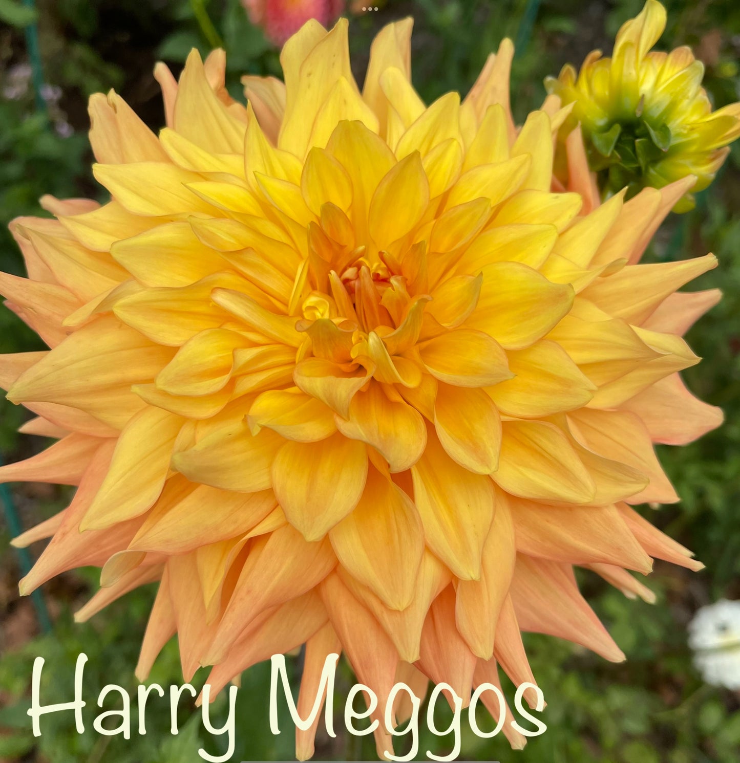 Harry  Meggos Dahlia