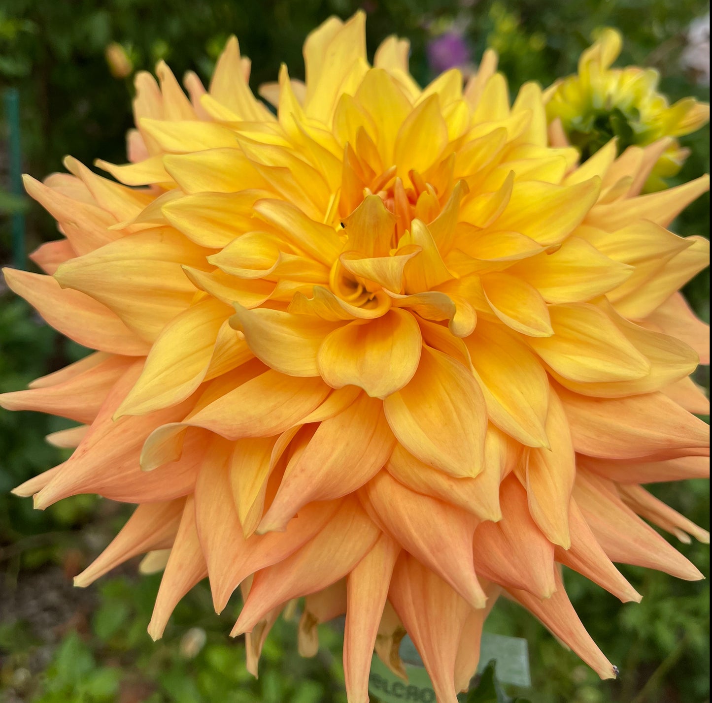 Harry  Meggos Dahlia