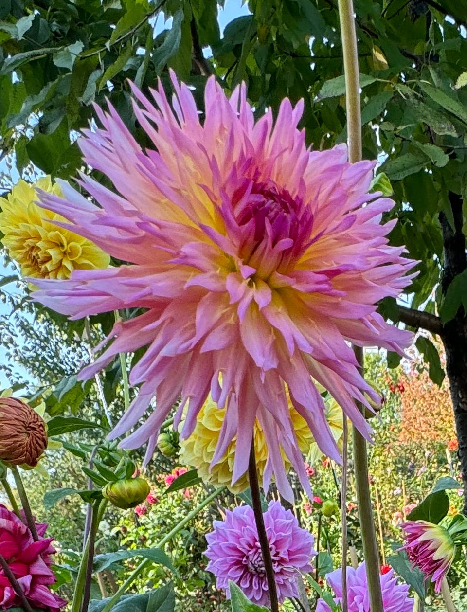 Nenekazi Dahlia