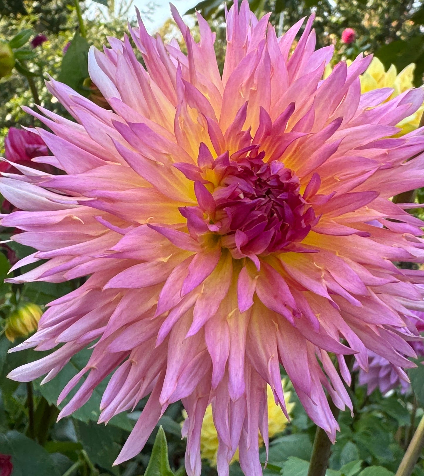 Nenekazi Dahlia