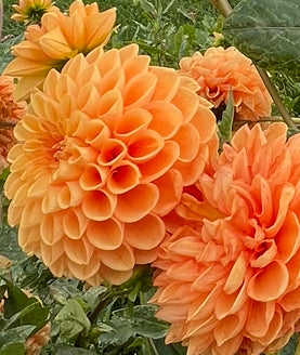 Helen’s Little Orange Dahlia