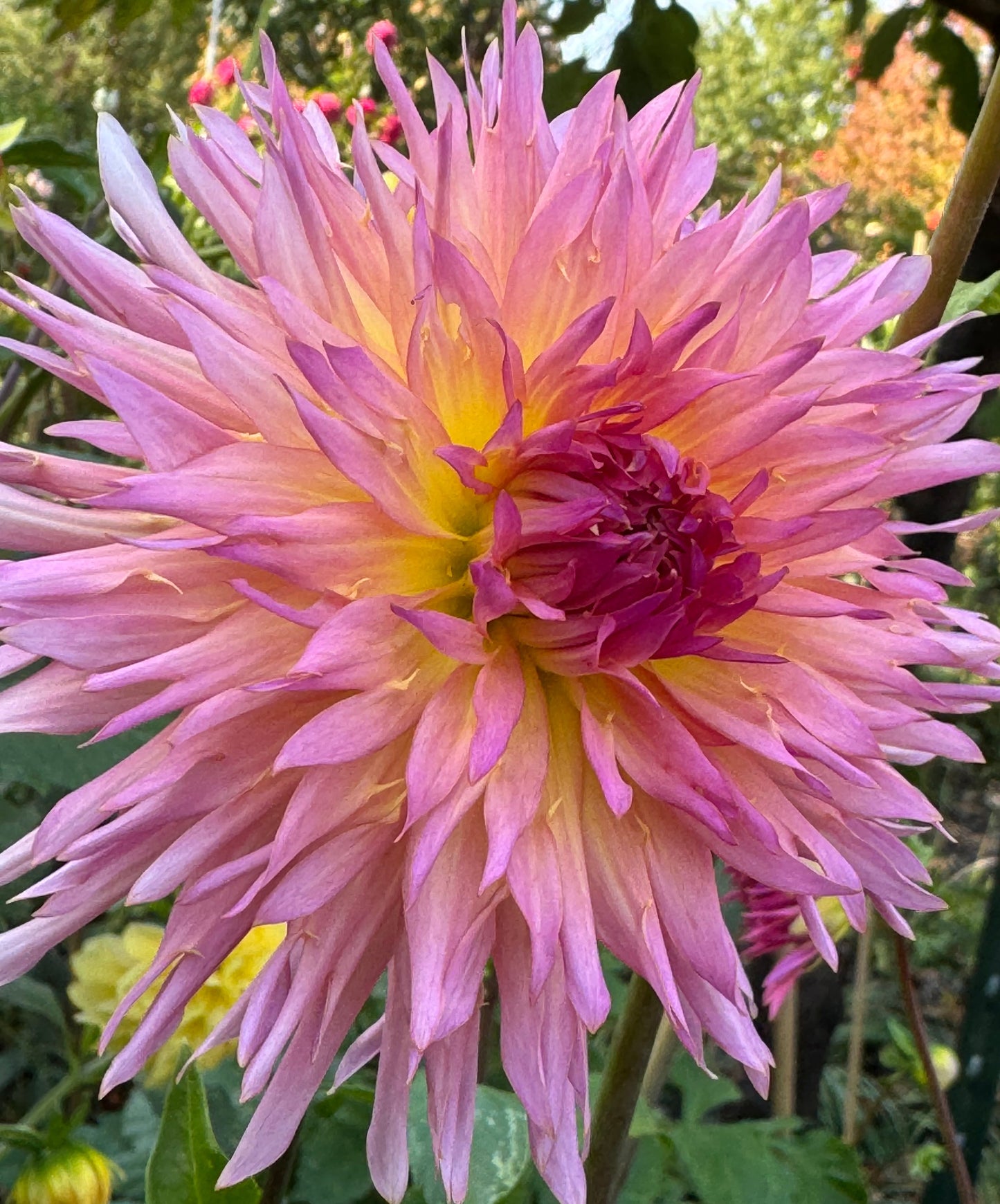 Nenekazi Dahlia