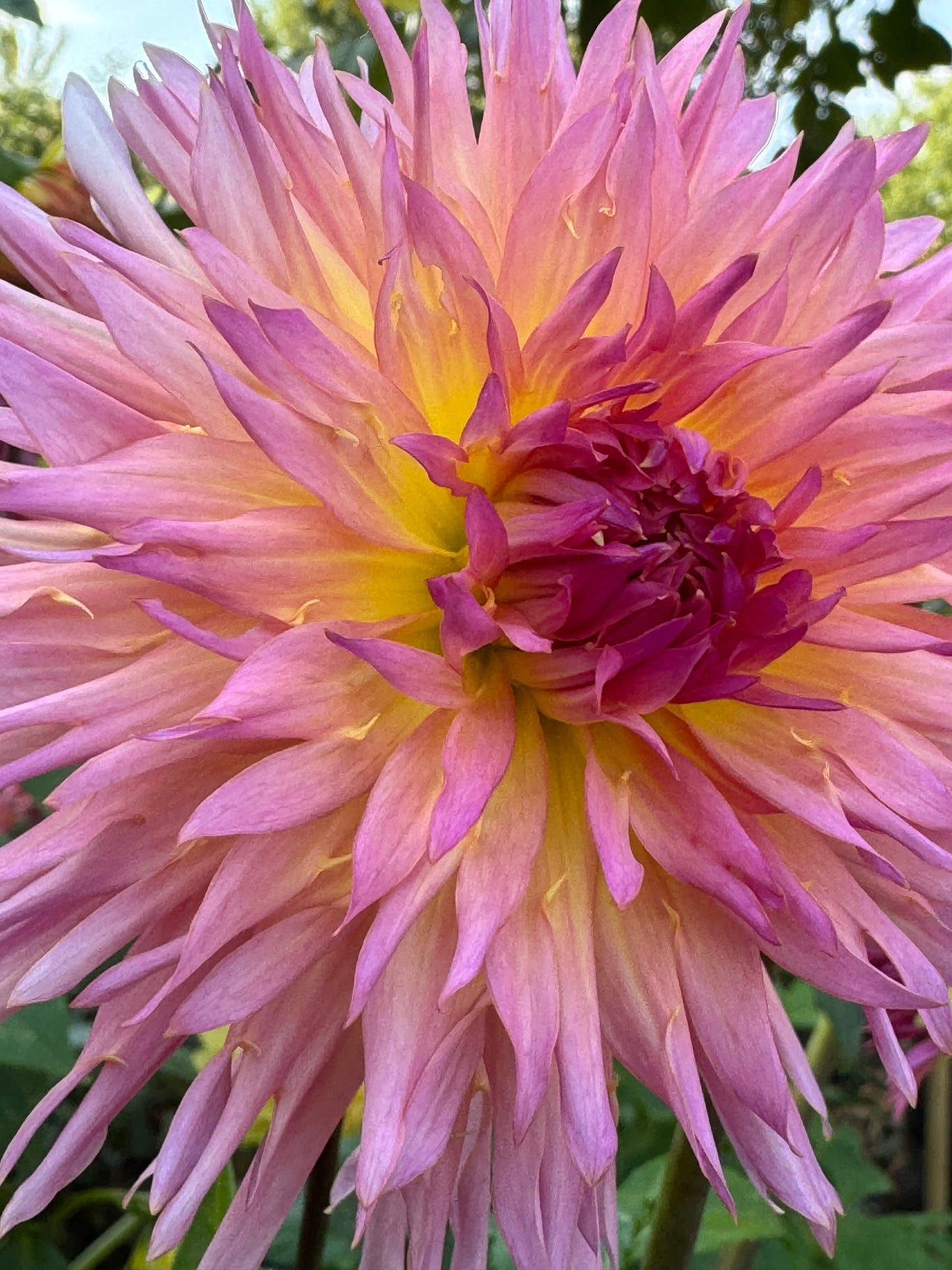 Nenekazi Dahlia