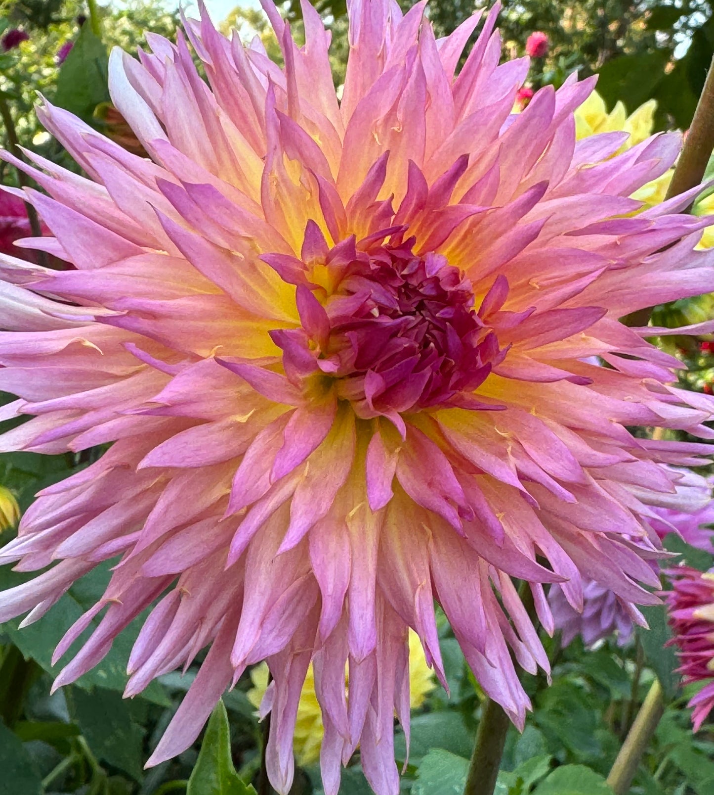 Nenekazi Dahlia