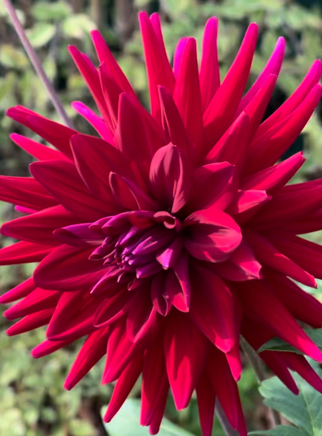 Juanita Dahlia