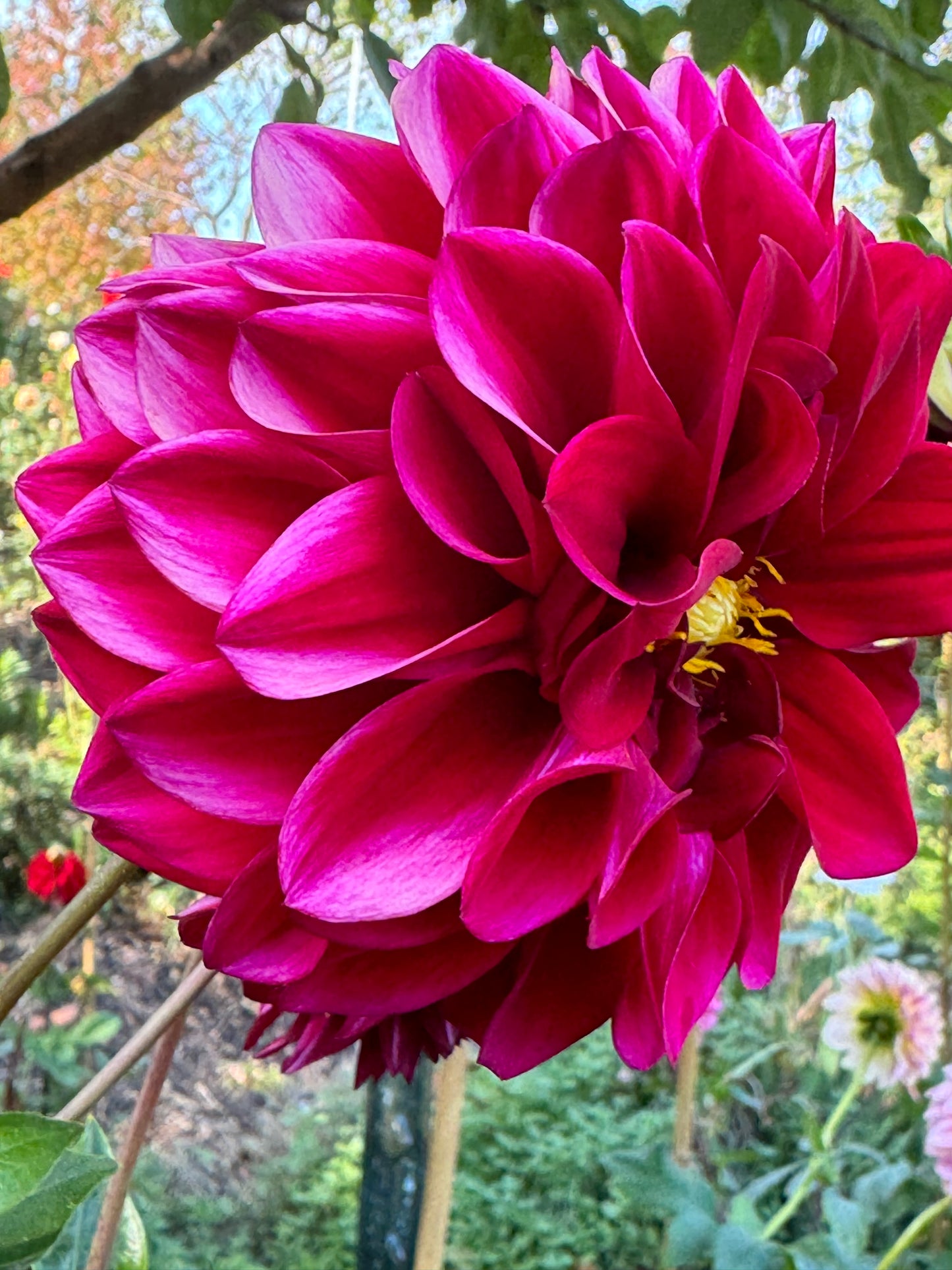 Elks Twitterpation Dahlia