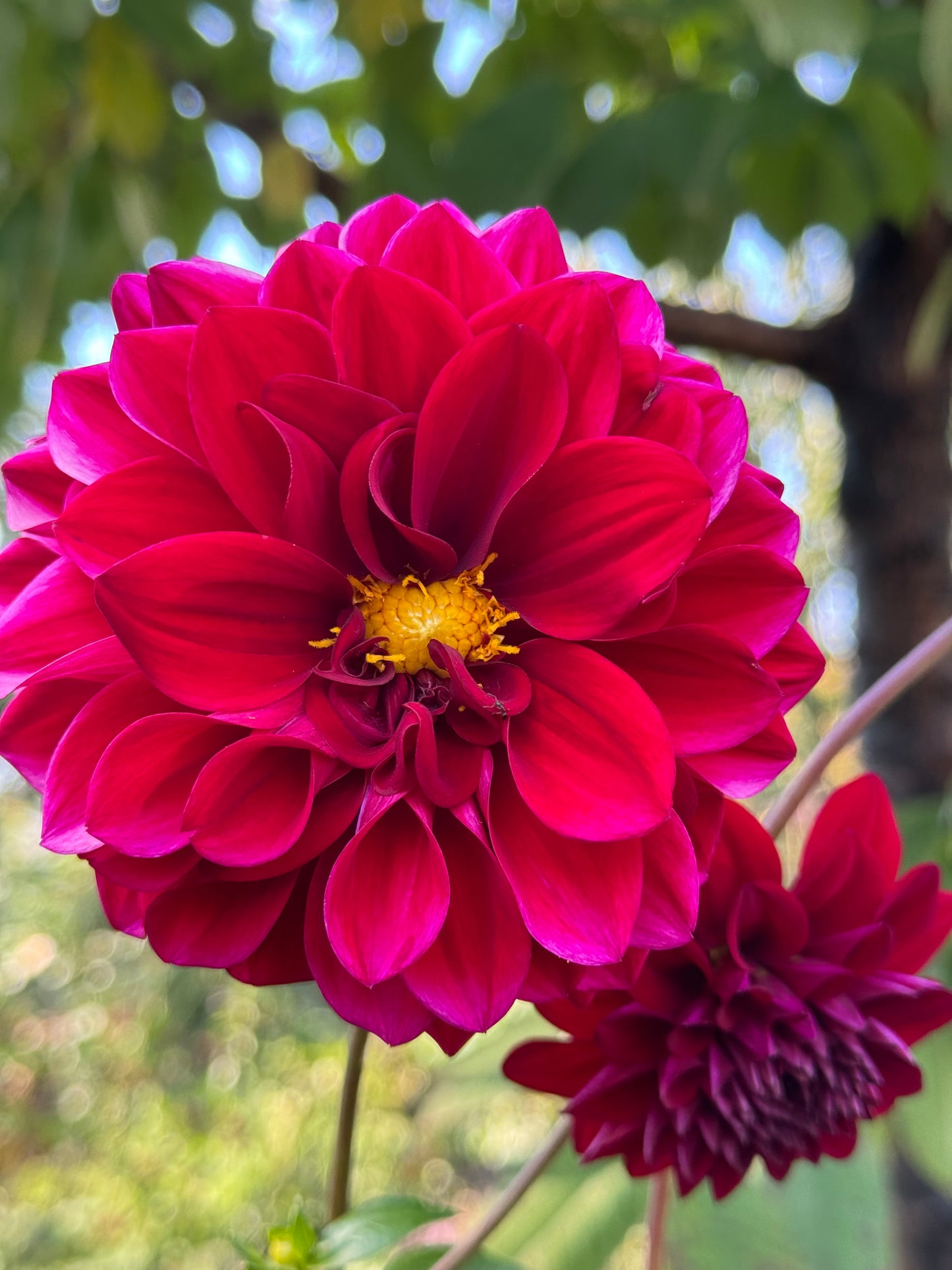 Elks Twitterpation Dahlia