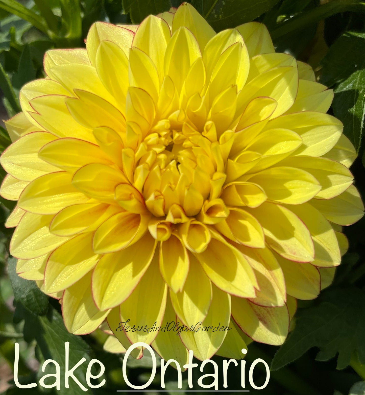 Lake Ontario Dahlia