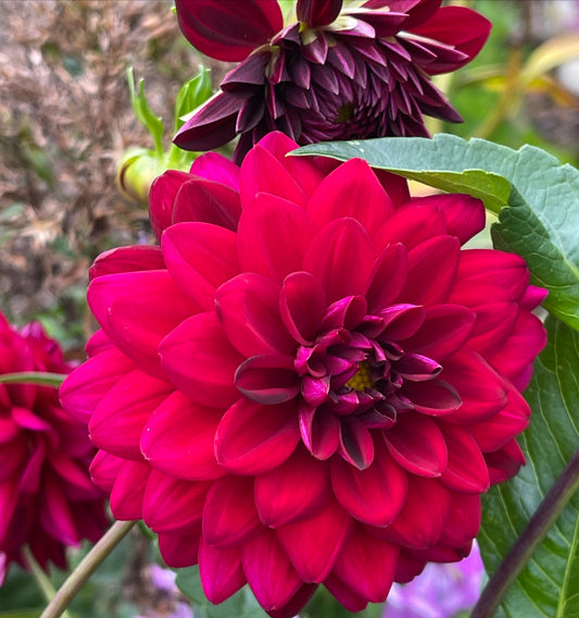 Lupin Chris Dahlia