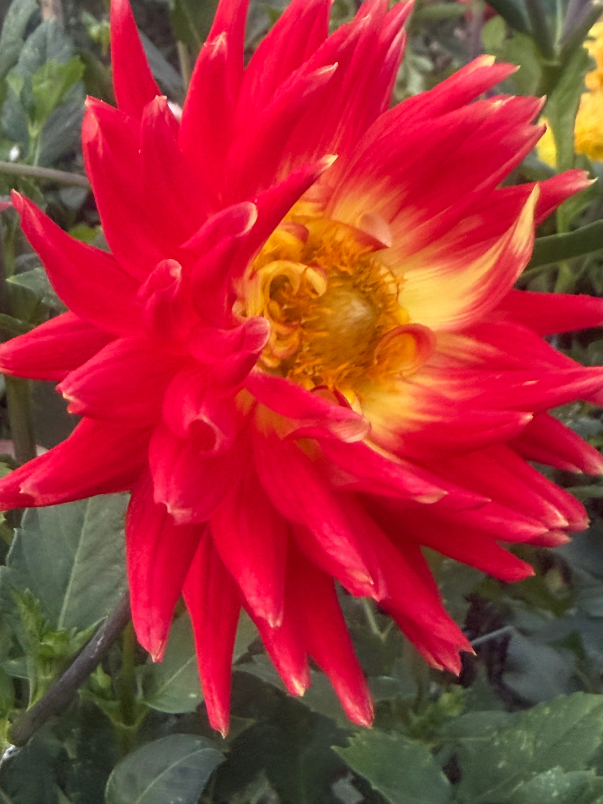Bloomquist Star Dahlia