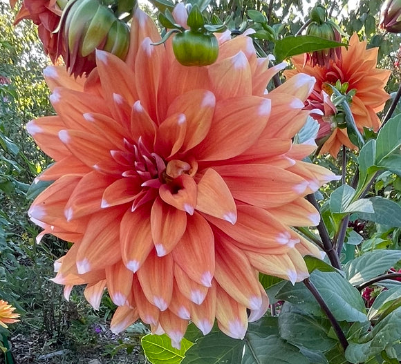 Colour Spectacle Dahlia