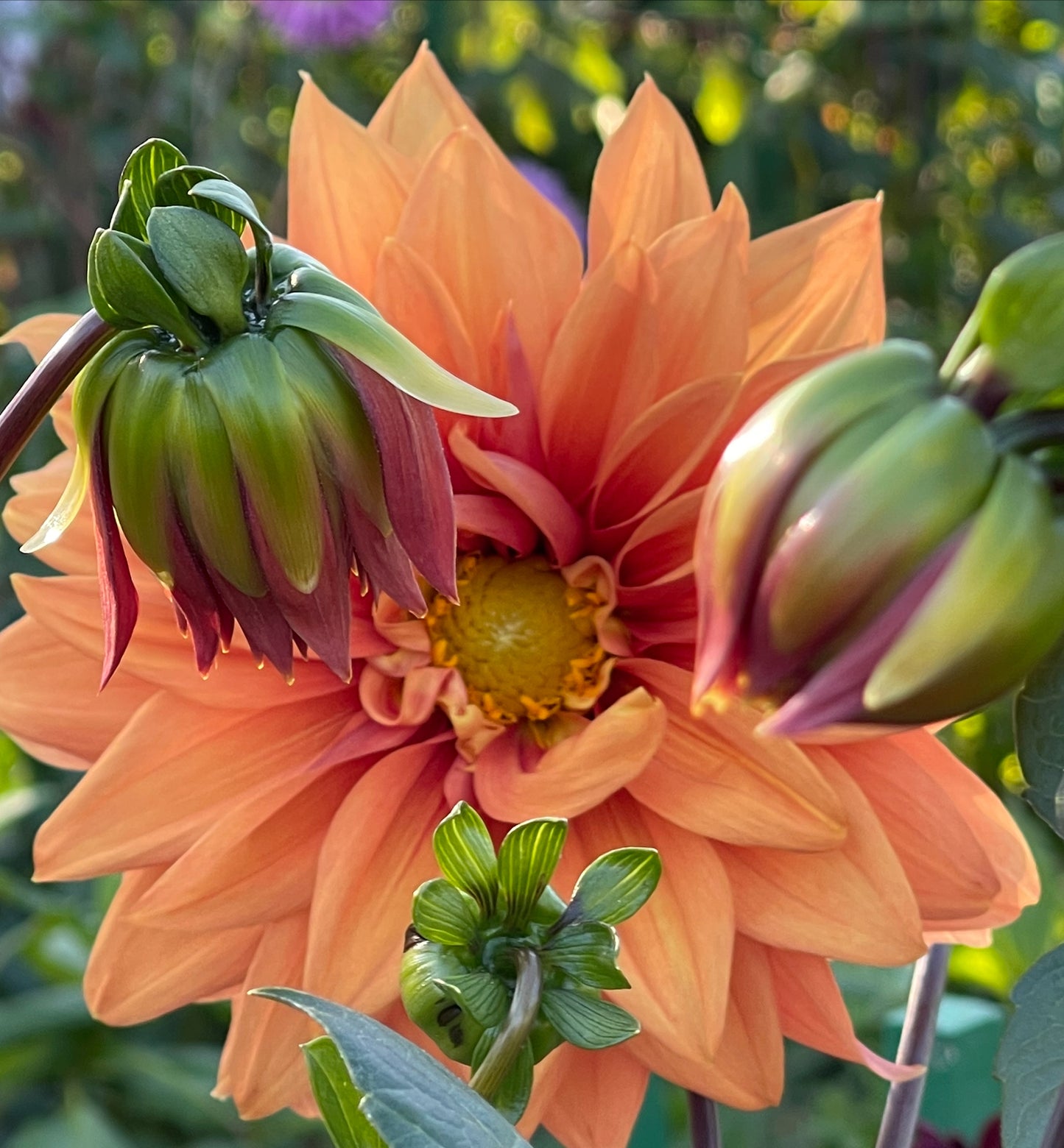 Colour Spectacle Dahlia