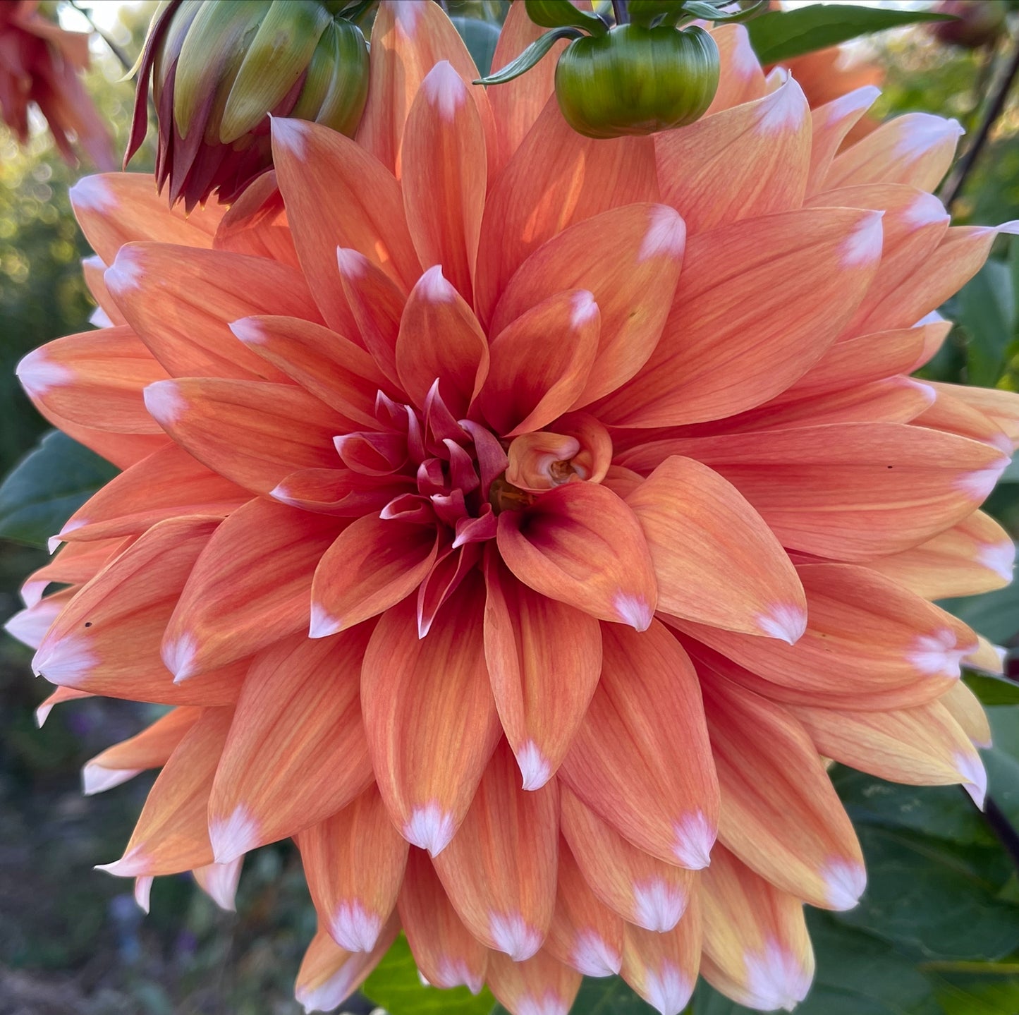 Colour Spectacle Dahlia