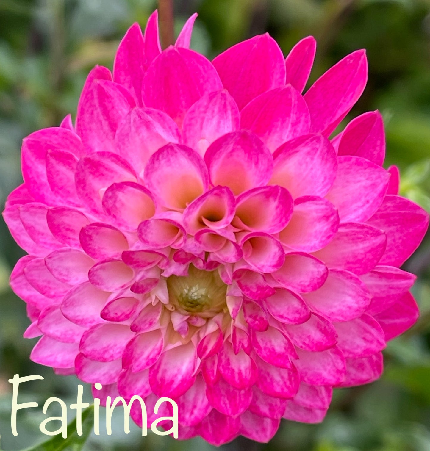 Fatima Dahlia