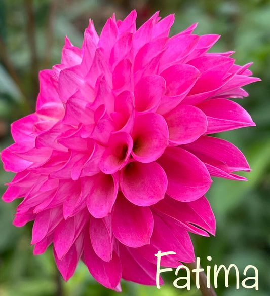 Fatima Dahlia